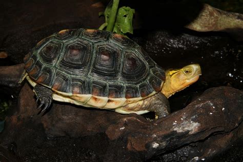 柴棺龜特徵|臺北市立動物園